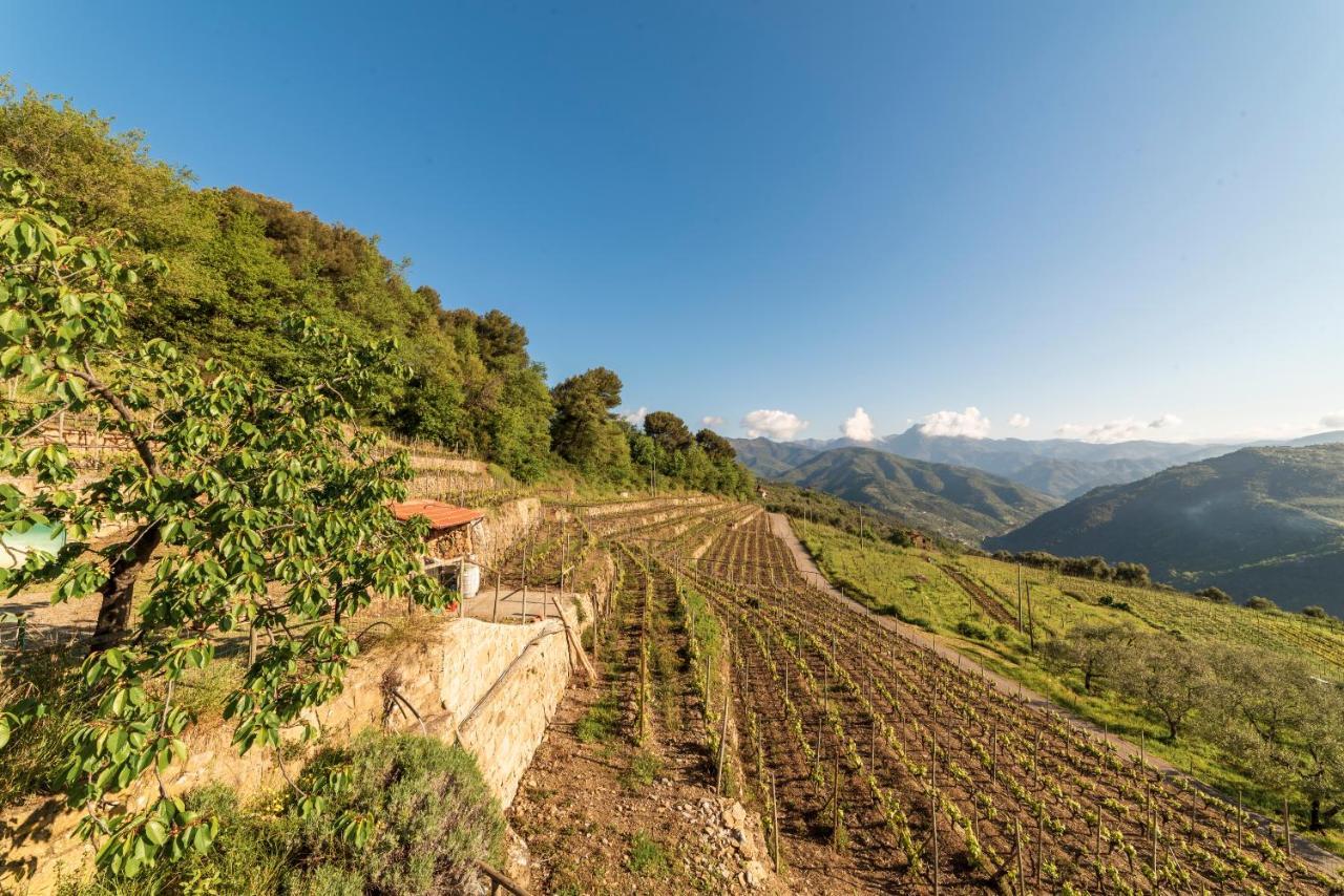 Casetta Mari Immersa In Un Vigneto Dolceacqua Exteriör bild